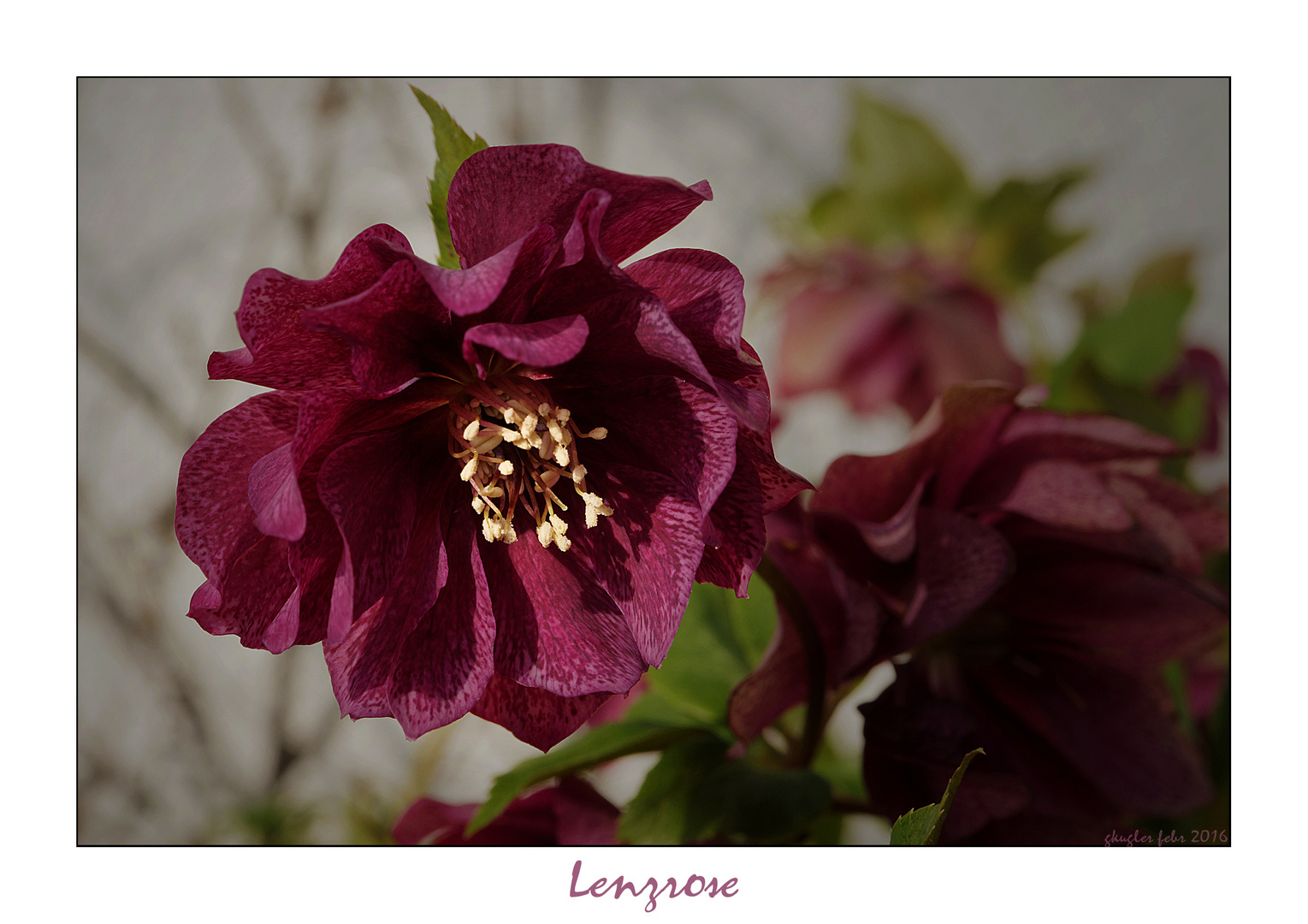 Lenzrose Foto & Bild pflanzen, pilze & flechten, pflanzen im winter
