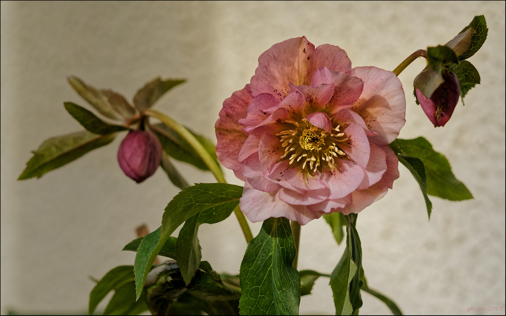 Lenzrose Foto & Bild pflanzen, pilze & flechten, blüten