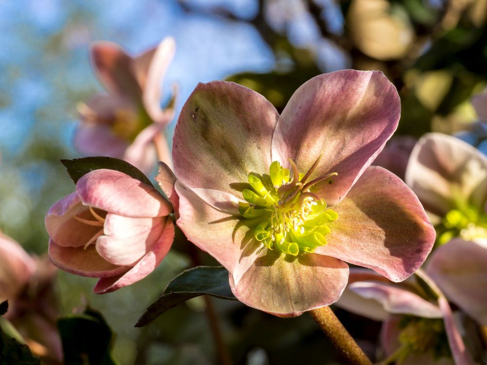 Lenzrose Foto & Bild fotos, natur, pflanzen Bilder auf