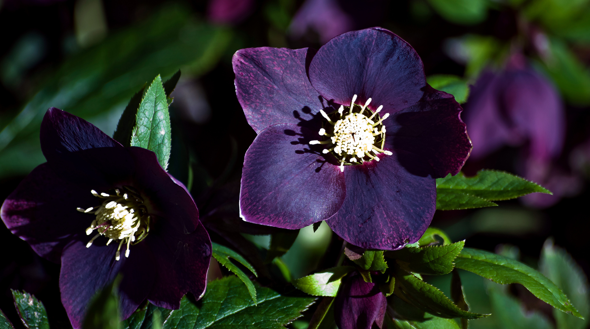 Lenzrose Foto & Bild world, winter, natur Bilder auf