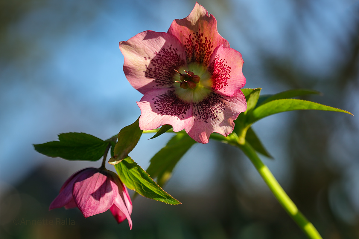 Lenzrose Foto & Bild pflanzen, pilze & flechten, blüten