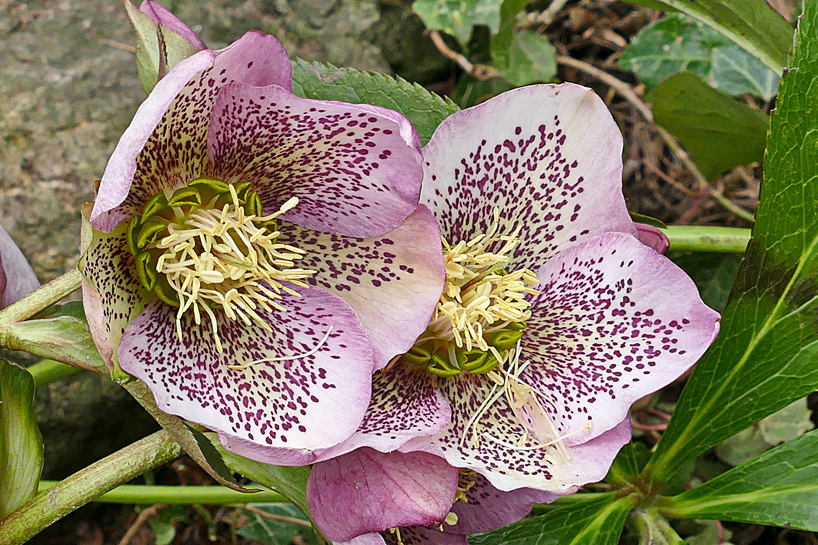 Lenzrose Foto & Bild pflanzen, pilze & flechten, blüten