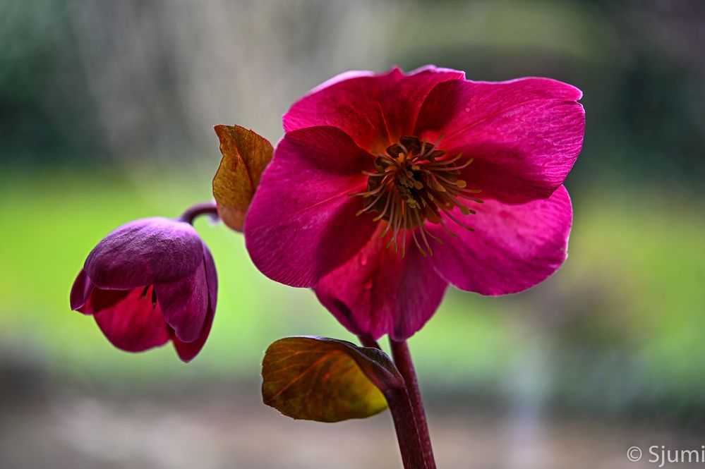 Lenzrose Foto & Bild pflanzen, pilze & flechten, blüten
