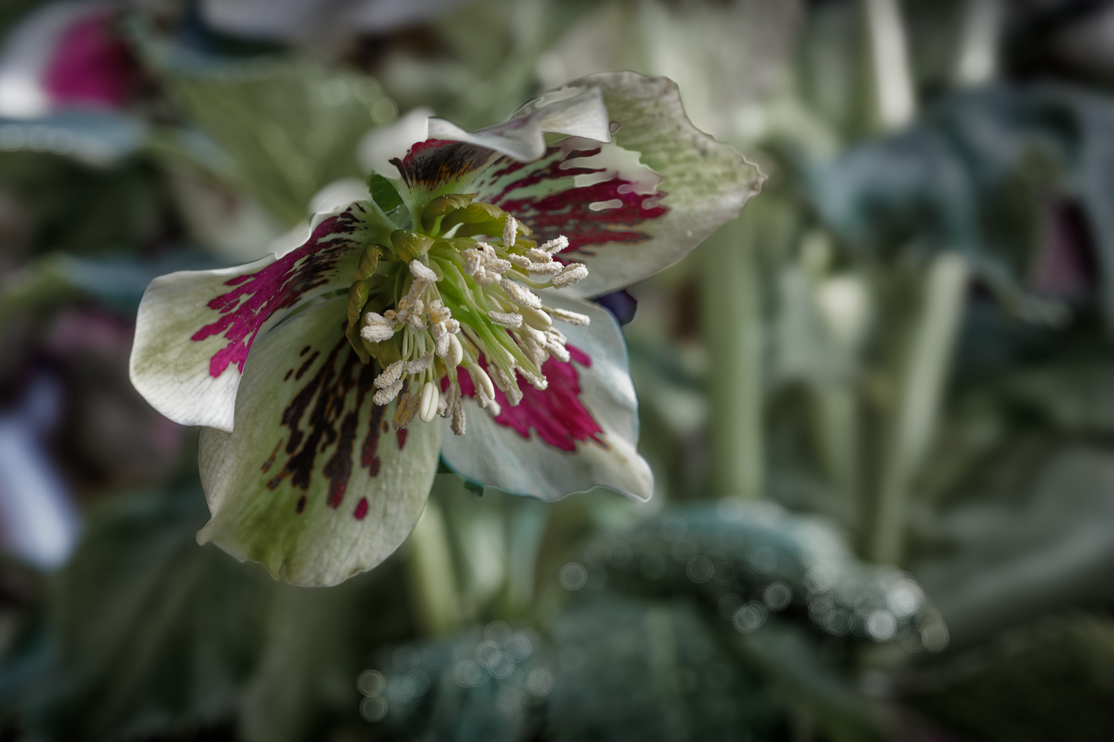 Lenzrose Foto & Bild pflanzen, pilze & flechten, blüten
