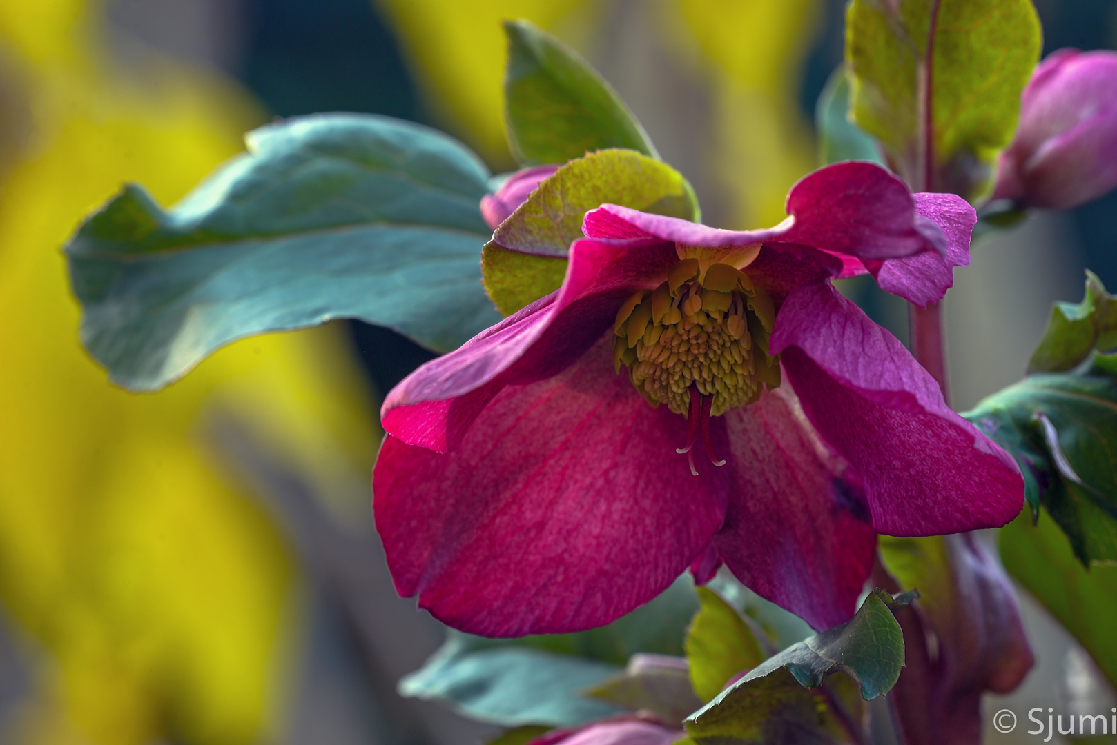 Lenzrose Foto & Bild pflanzen, pilze & flechten, blüten