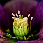 Lenzrose - Blütenstand
