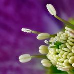 Lenzrose - Blütenstempel