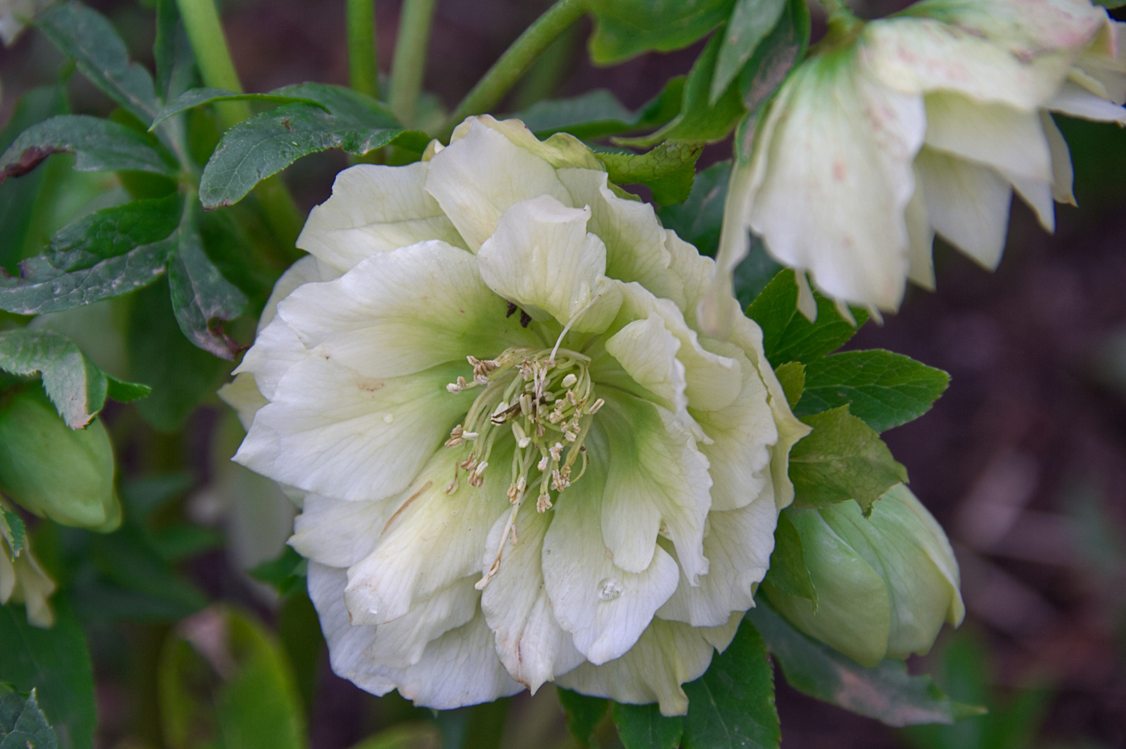 Lenzrose Foto & Bild pflanzen, pilze & flechten, blüten