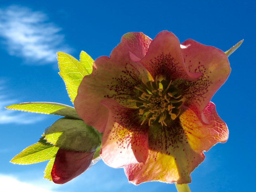 Lenzrose Foto & Bild jahreszeiten, frühling, kelheim Bilder auf