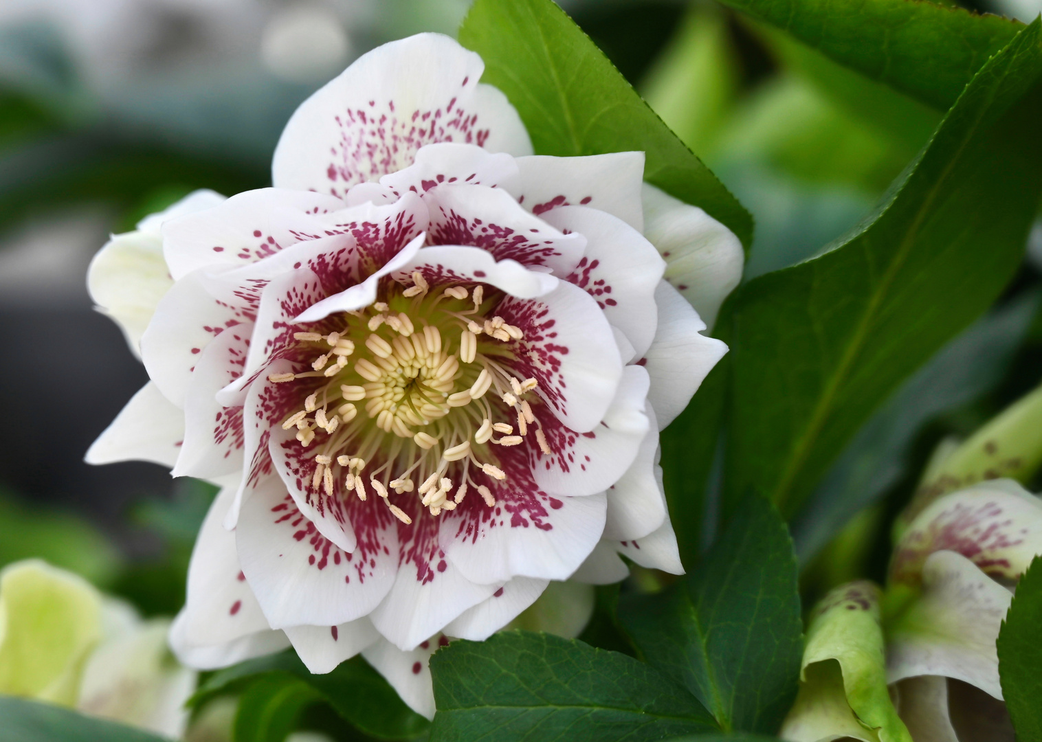 Lenzrose Foto & Bild frühling, natur, frühblüher Bilder auf