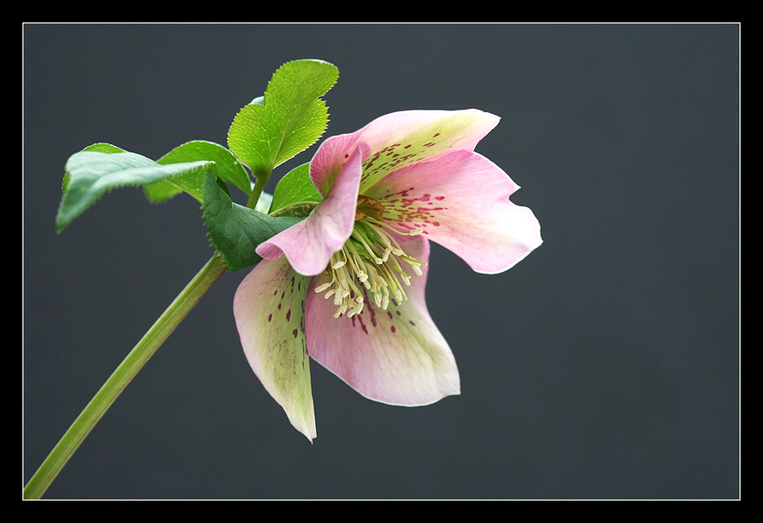 Lenzrose Foto & Bild pflanzen, pilze & flechten, blüten