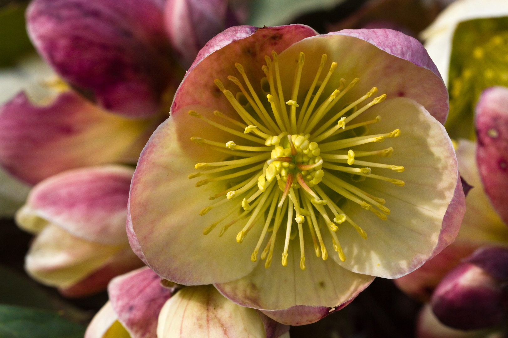 Lenzrose Foto & Bild pflanzen, pilze & flechten, blüten