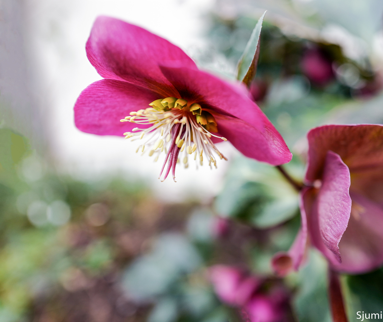 60+ Lenzrose Ins Beet Pflanzen, Mit ein paar einfachen tipps können
