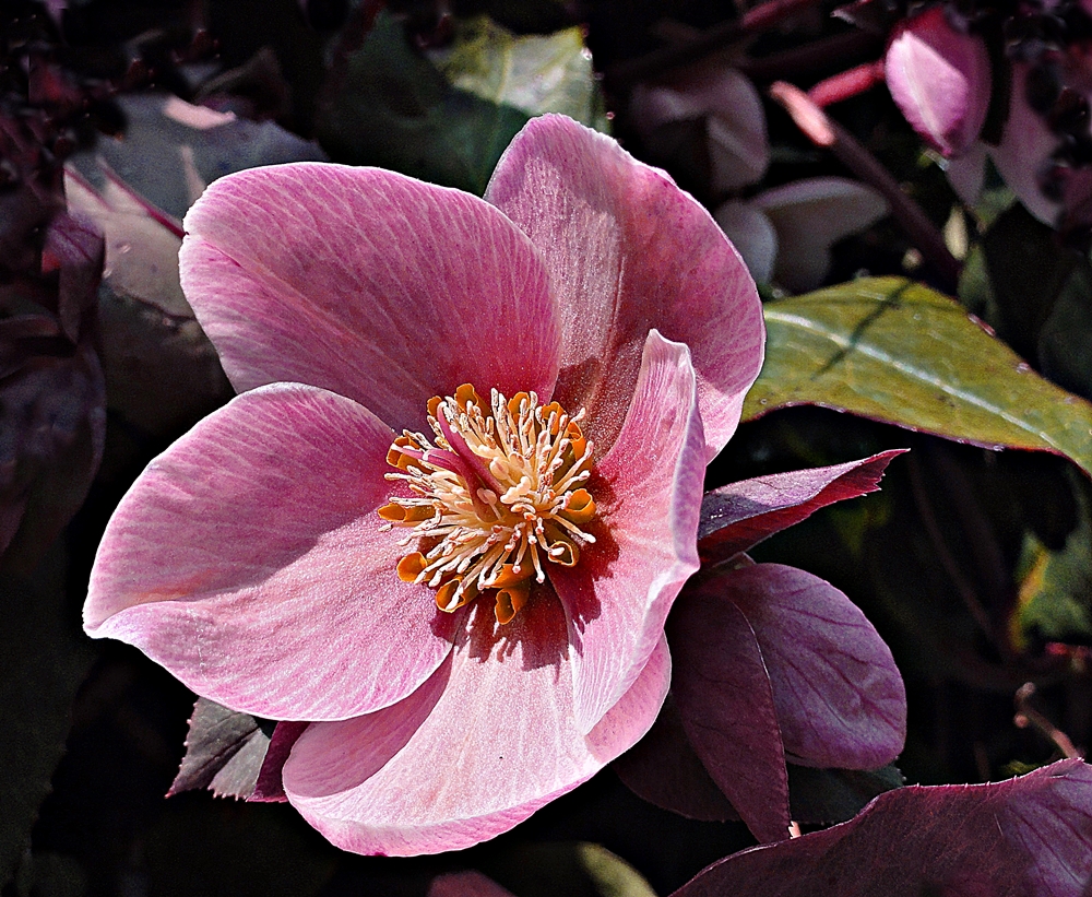 Lenzrose Foto & Bild pflanzen, pilze & flechten, blüten