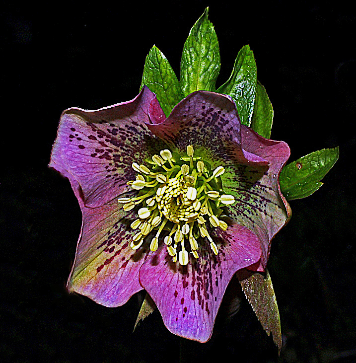 Lenzrose Foto & Bild spezial, natur, landschaft Bilder auf