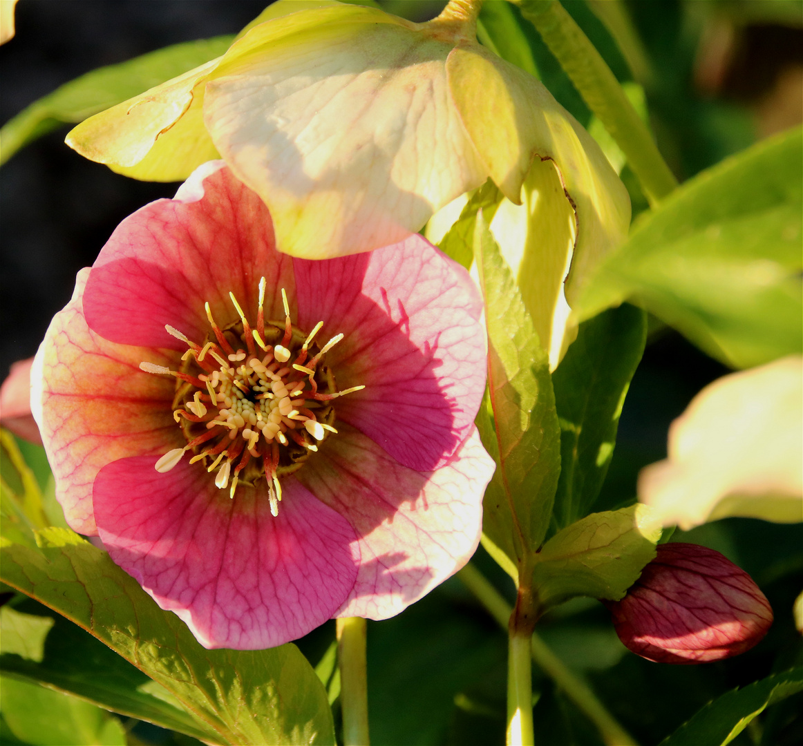 Lenzrose Foto & Bild frühling, natur, frühblüher Bilder auf