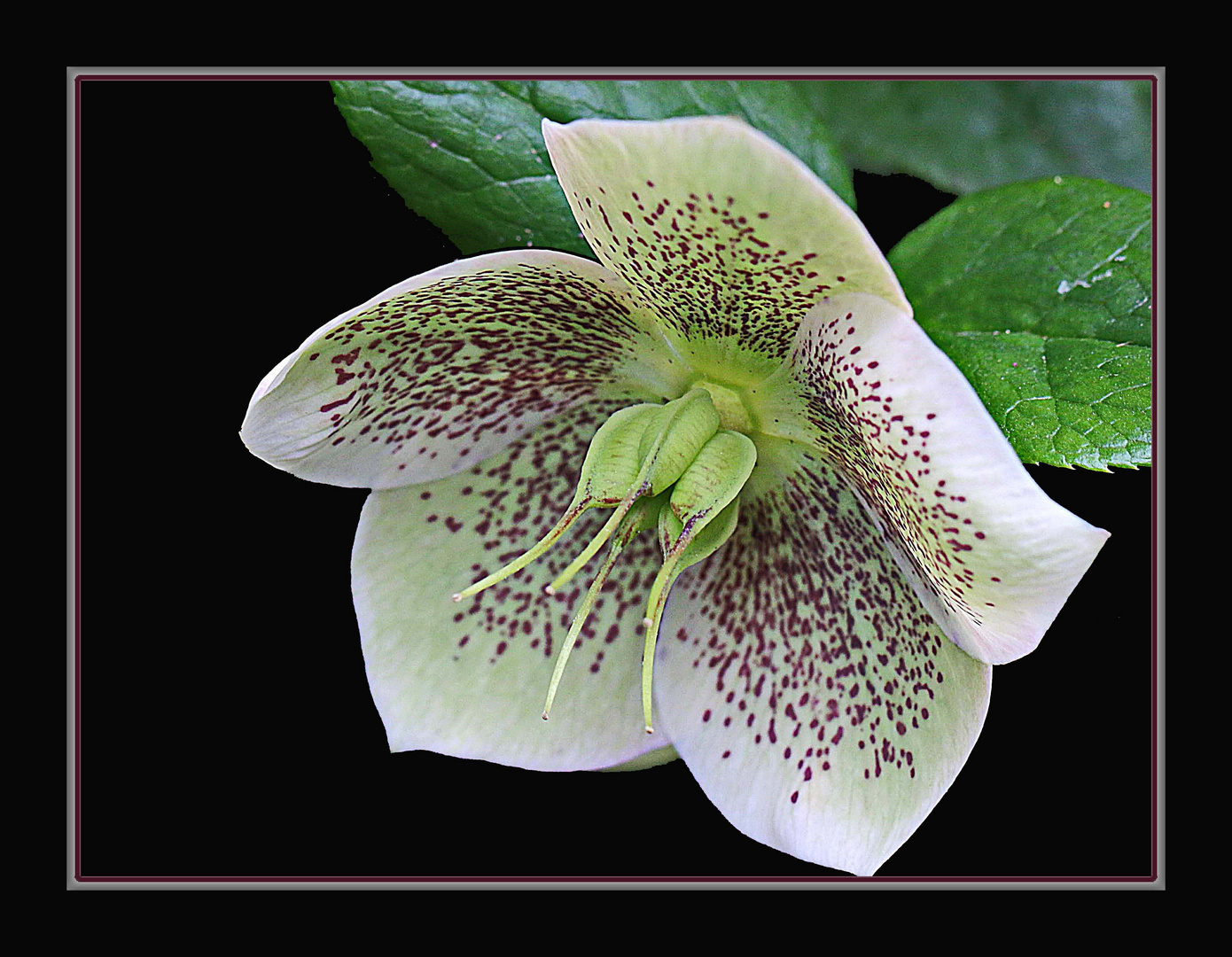 Lenzrose Foto & Bild natur, blumen, blüten Bilder auf