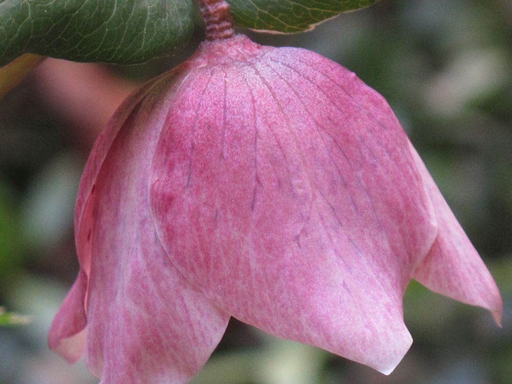 Lenzrose, eine frühe Schönheit