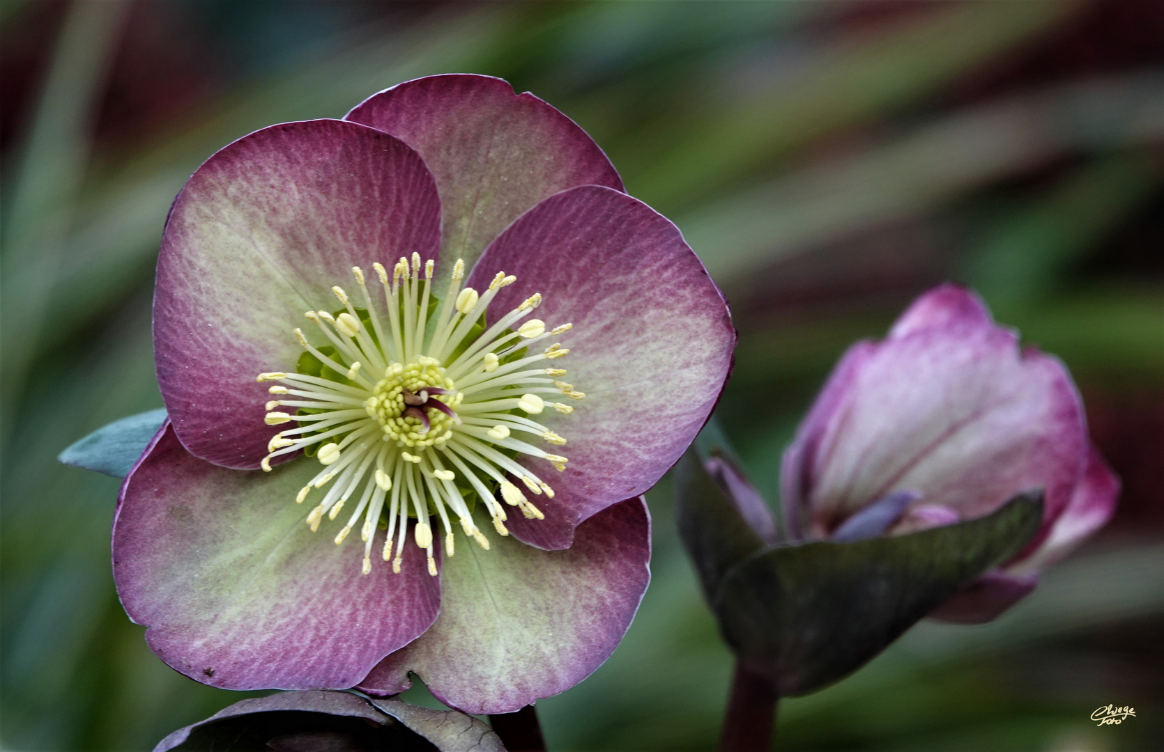 Lenzrose  (Helleborus)