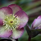 Lenzrose  (Helleborus)