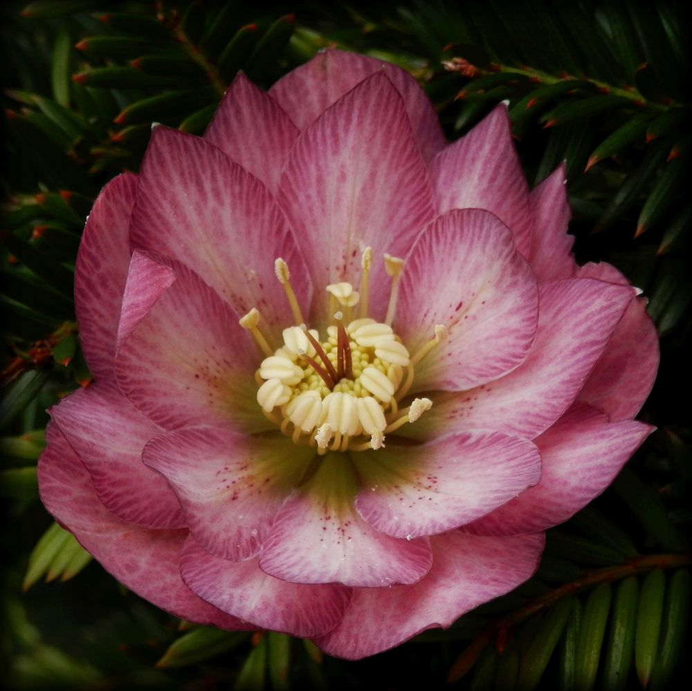 Lenzrose (Helleborus orientalis)