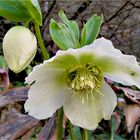 Lenzrose - Helleborus Orientalis