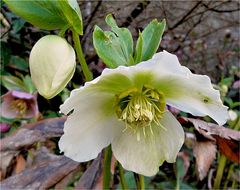 Lenzrose - Helleborus Orientalis