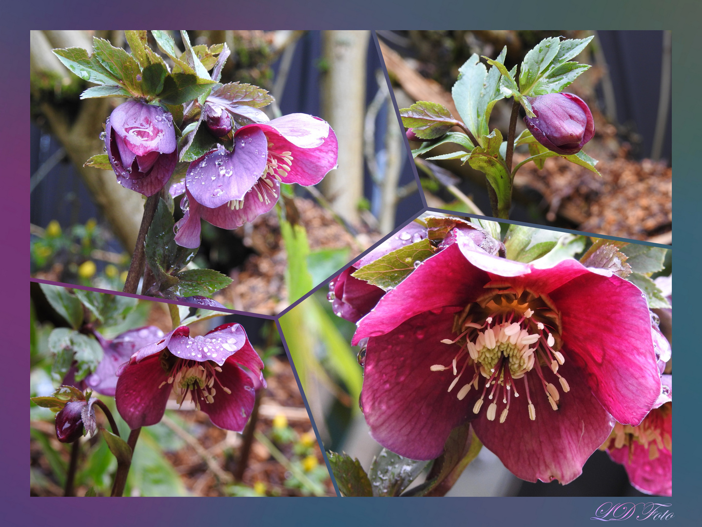 Lenzrose Helleborus Orientalis Foto & Bild pflanzen, pilze & flechten