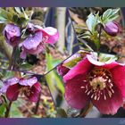 Lenzrose Helleborus Orientalis