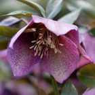 Lenzrose (Helleborus orientalis)