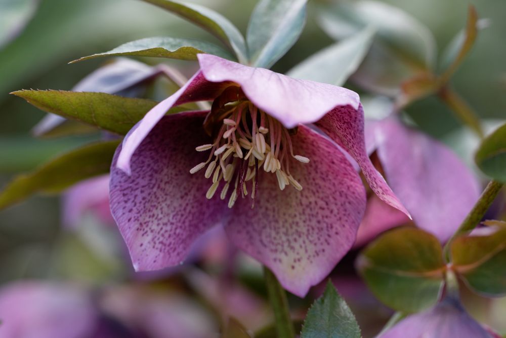Lenzrose (Helleborus orientalis) Foto & Bild pflanzen, pilze