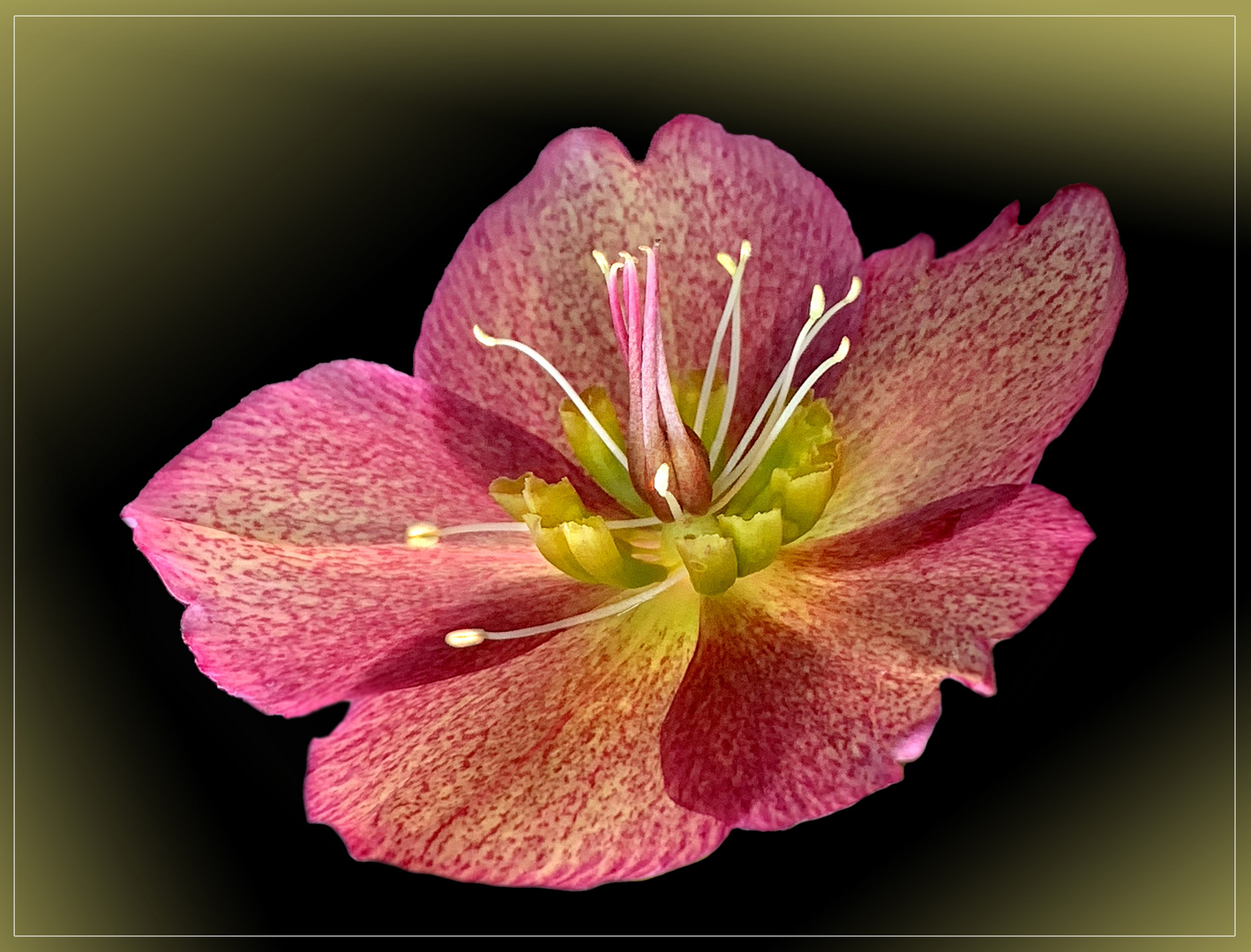 Lenzrose ( Helleborus orientalis ) - Makro