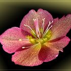 Lenzrose ( Helleborus orientalis ) - Makro