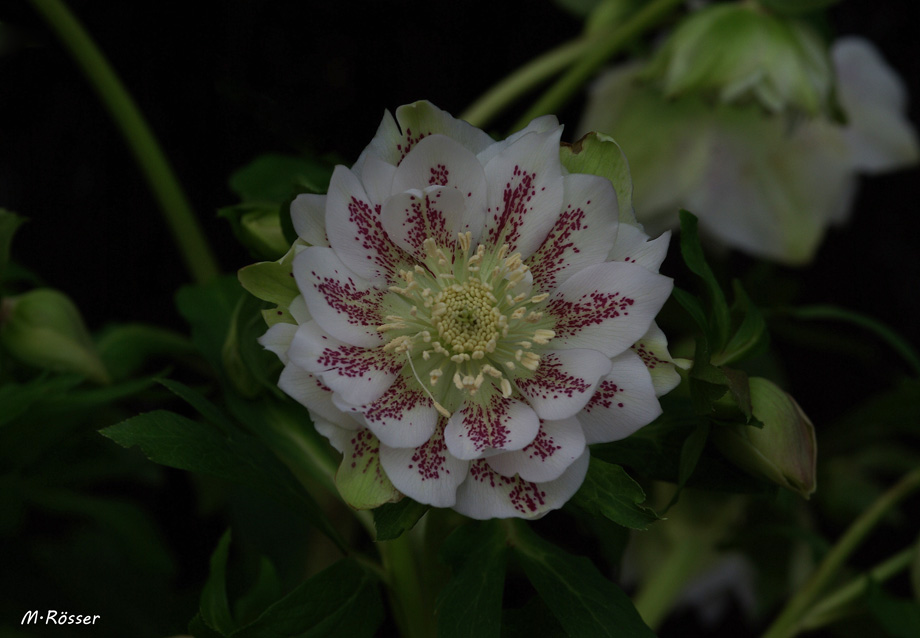 Lenzrose (Helleborus x hybridus)