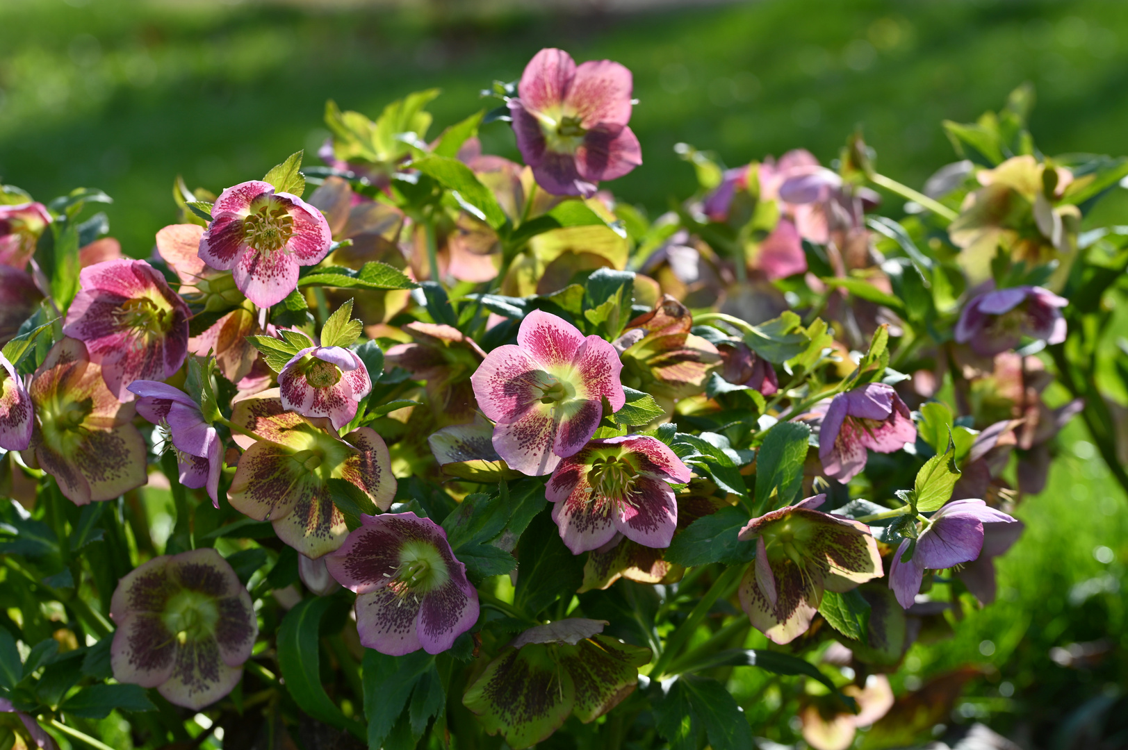 Lenzrose (Helleborus x orientalis )