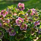 Lenzrose (Helleborus x orientalis )