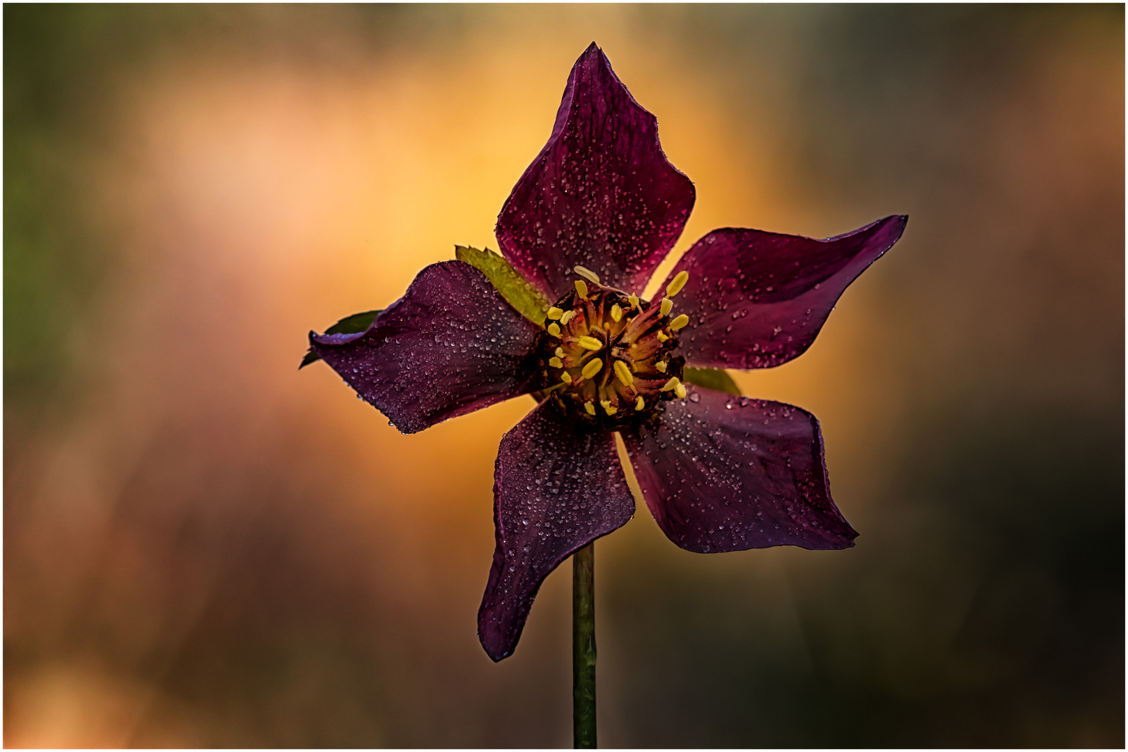 Lenzrose im Abendlicht