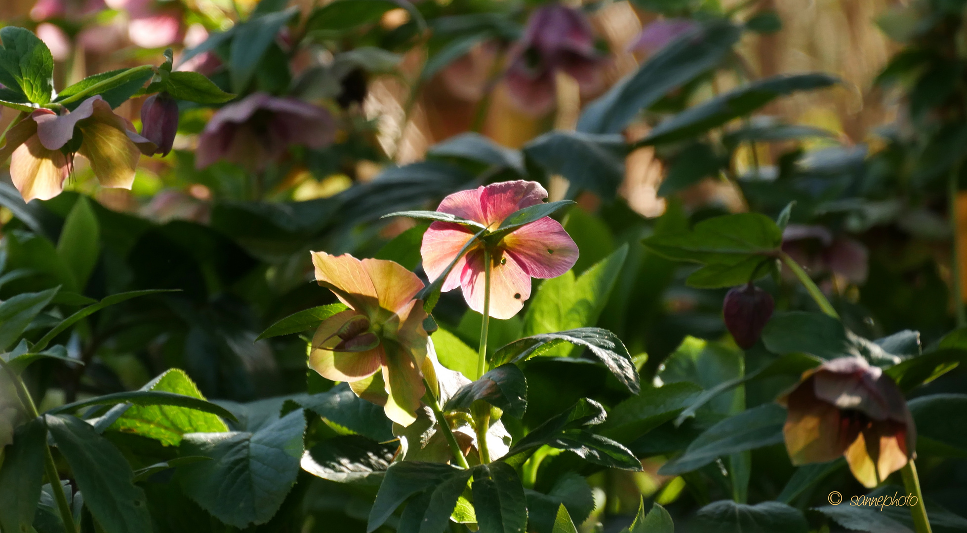 Lenzrose im Gegenlicht