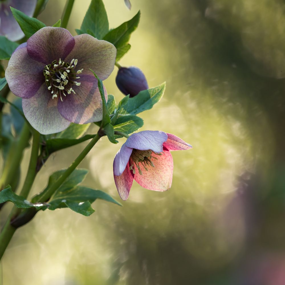 Lenzrose im Gegenlicht Foto & Bild pflanzen, pilze & flechten, blüten