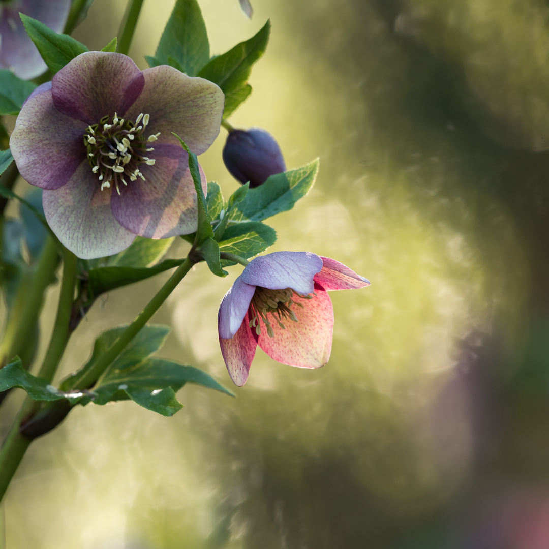 Lenzrose im Gegenlicht Foto & Bild pflanzen, pilze & flechten, blüten