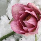 Lenzrose im Schnee