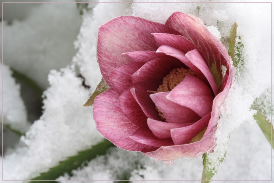 Lenzrose im Schnee