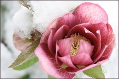 Lenzrose im Schnee III