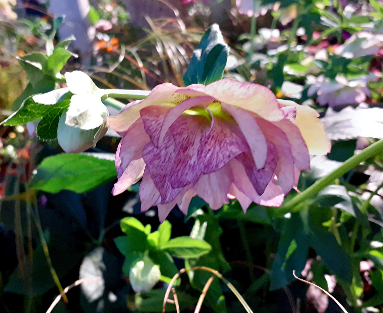 Lenzrose Nr. 2 Foto & Bild frühling, natur, landschaft Bilder auf