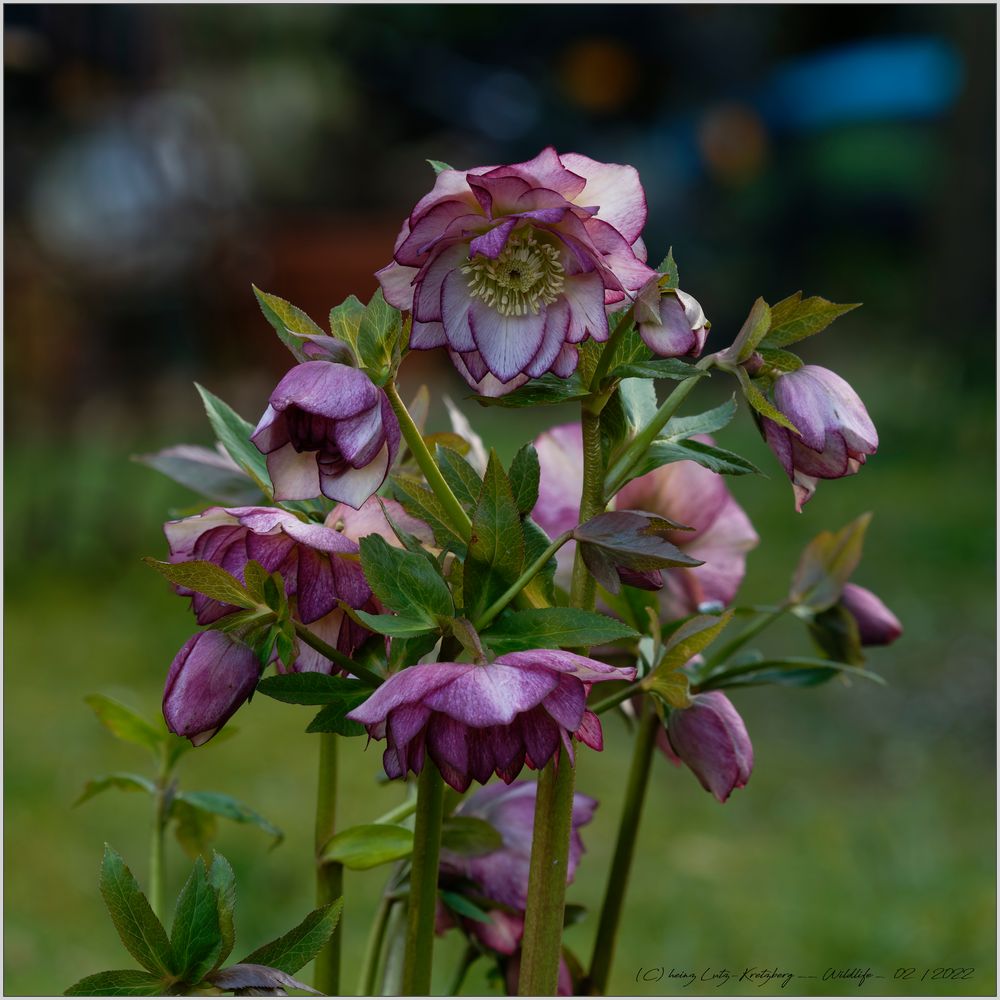 Lenzrose Picotee Double Ellen® Foto & Bild landschaft, garten