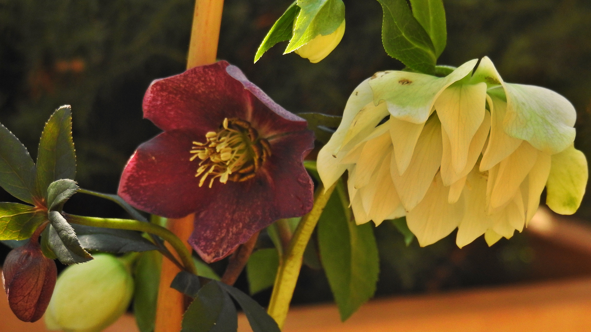 Lenzrosen Foto & Bild pflanzen, pilze & flechten, blüten