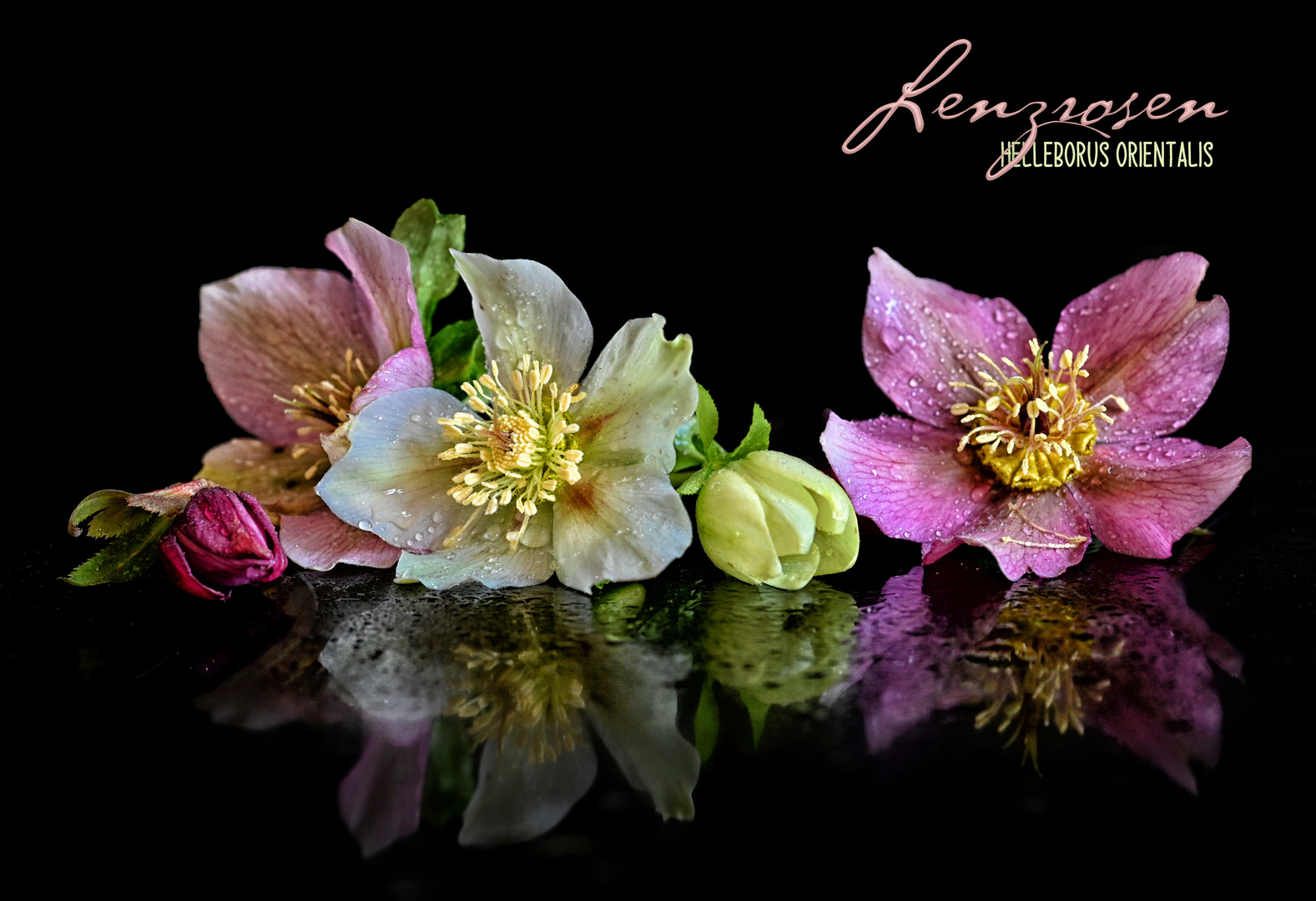 Lenzrosen Foto & Bild pflanze, blüte, spiegelung Bilder auf