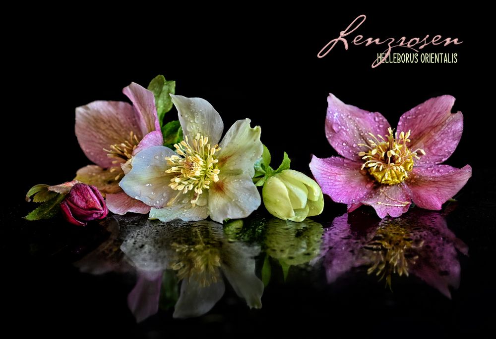 Lenzrosen Foto & Bild pflanze, blüte, spiegelung Bilder auf