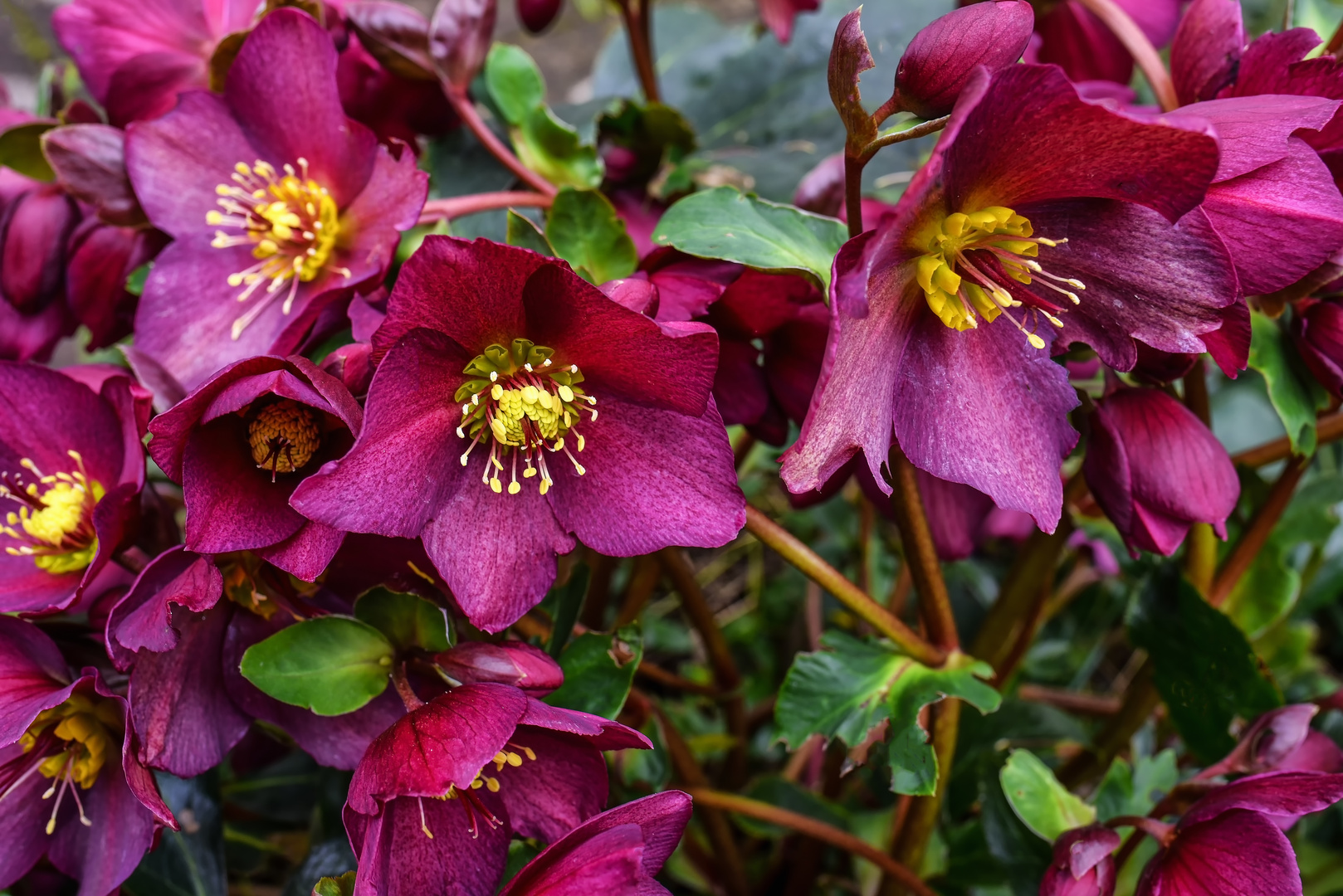 Lenzrosen am Sonntag Foto & Bild pflanzen, pilze & flechten, blüten
