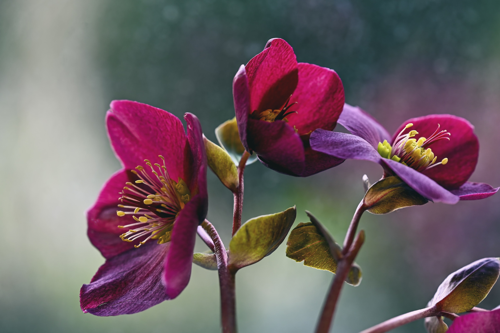 Lenzrosen am Sonntag ! Foto & Bild spezial, makro, winter Bilder auf
